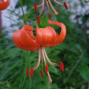 Bright orange lily flower with red stamens.