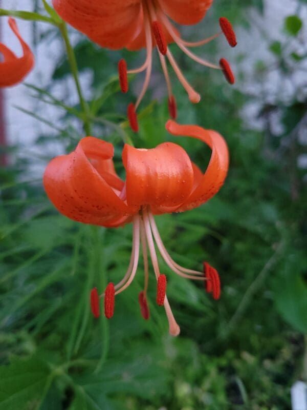 Bright orange lily flower with red stamens.