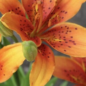 Close-up of vibrant orange lily flower