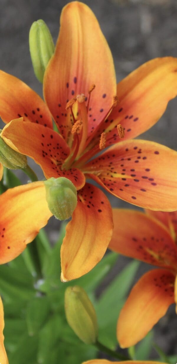 Close-up of vibrant orange lily flower