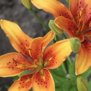 Two blooming orange lilies in garden