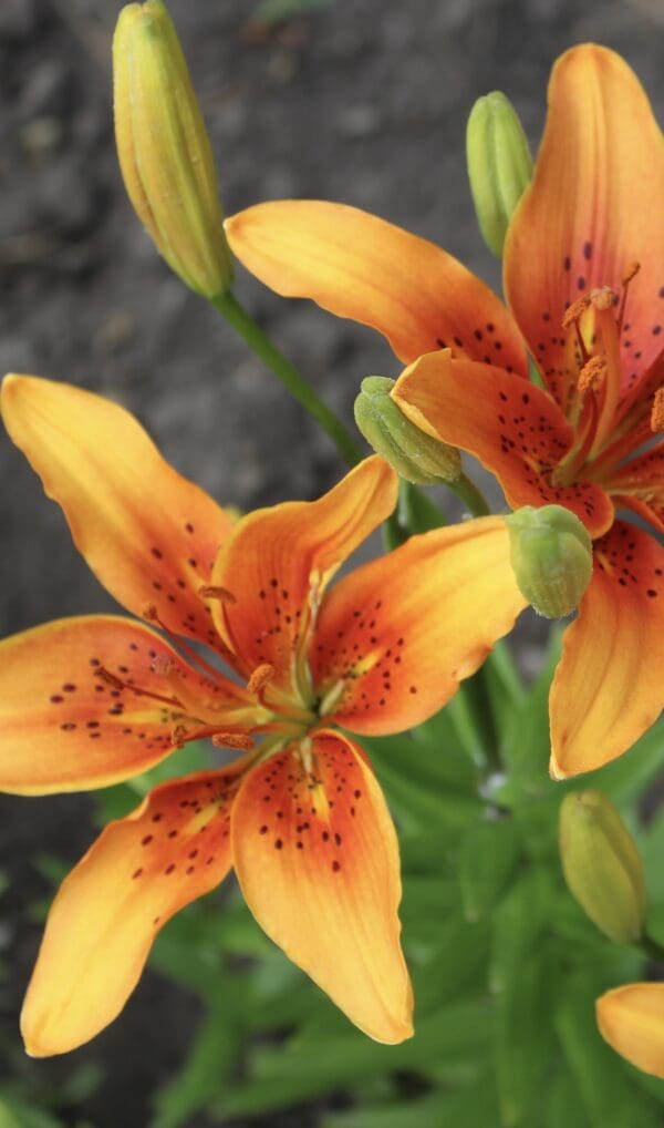 Two blooming orange lilies in garden