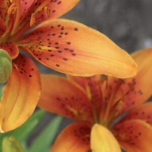 Multiple orange lilies with buds