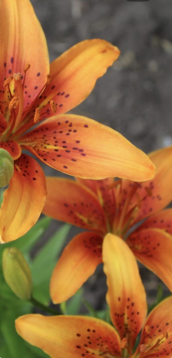Multiple orange lilies with buds