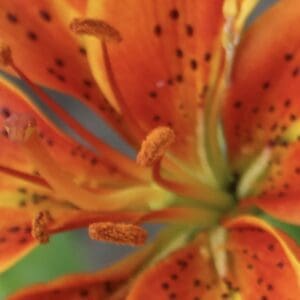 Orange lily petals with green buds
