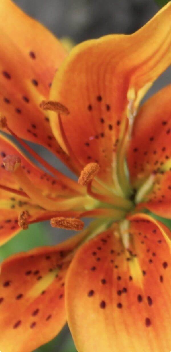Orange lily petals with green buds