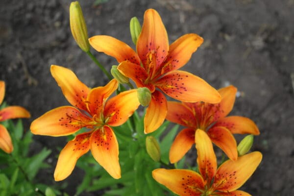 Vibrant orange lilies with green buds.