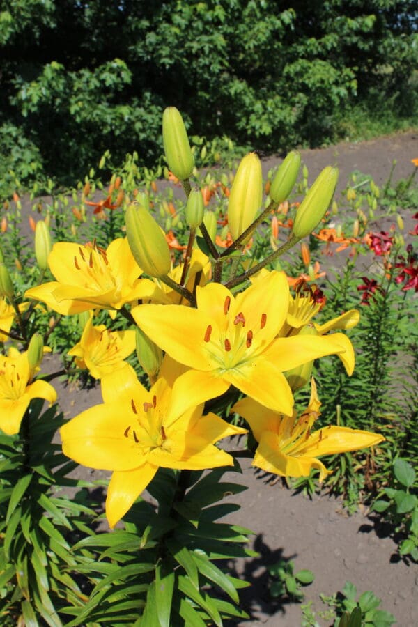 Bright yellow lilies blooming in a garden.
