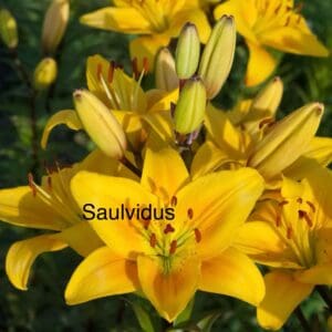 Bright yellow lilies with green buds.