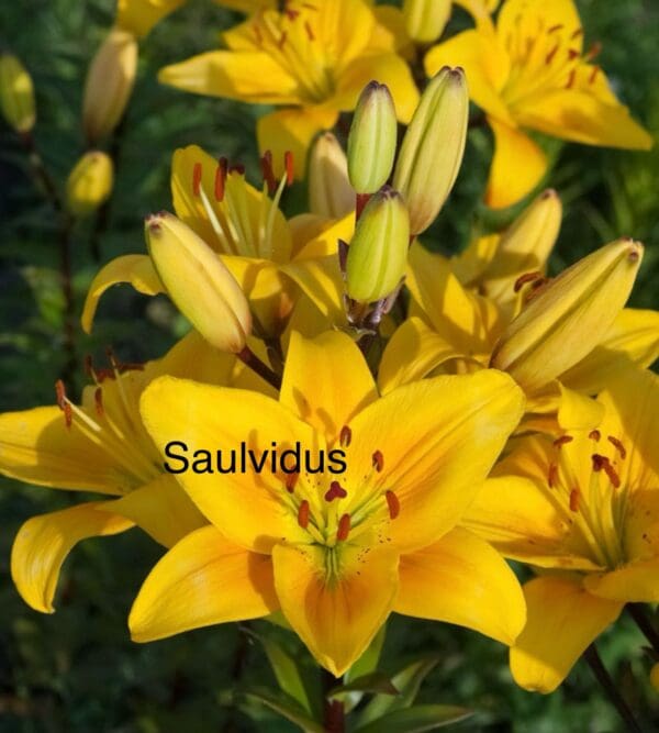 Bright yellow lilies with green buds.