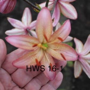 HWS 16-1