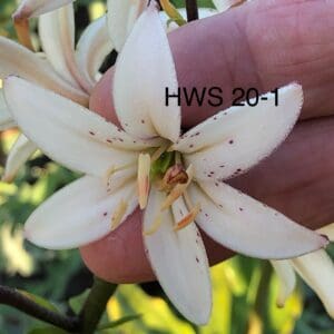 HWS 20-1