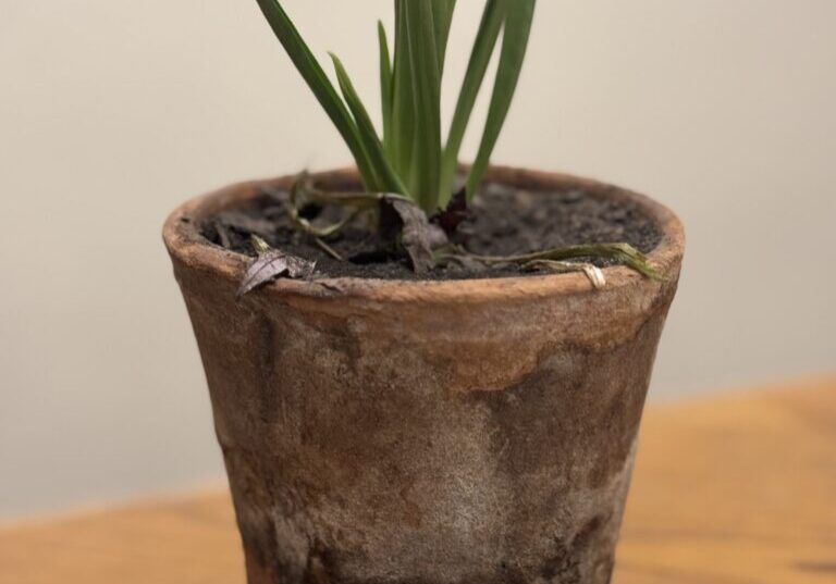 Young plant in rustic terracotta pot.