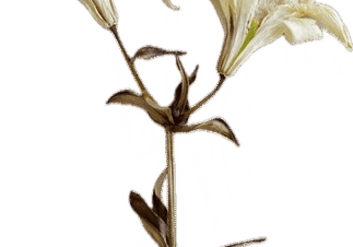 Two dried lilies on a stem.