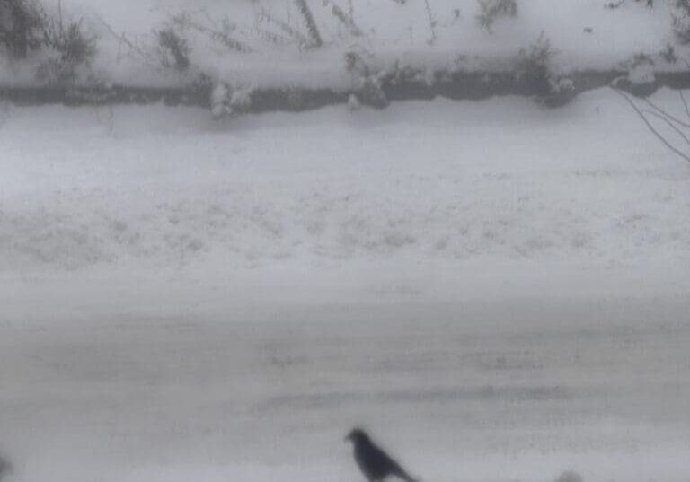 A lone black bird stands on snowy ground beside a snowy road.