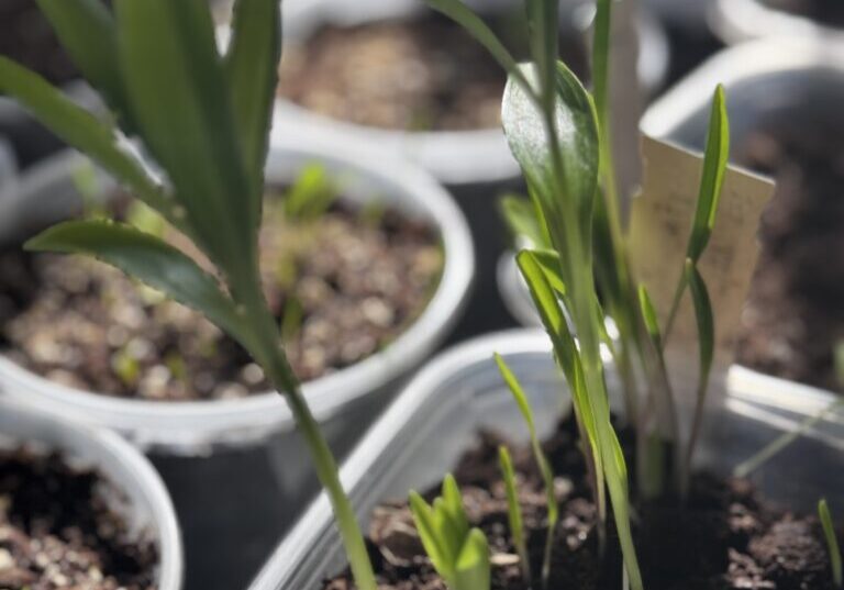 Seed to flower starting ( follow a martagon seed )