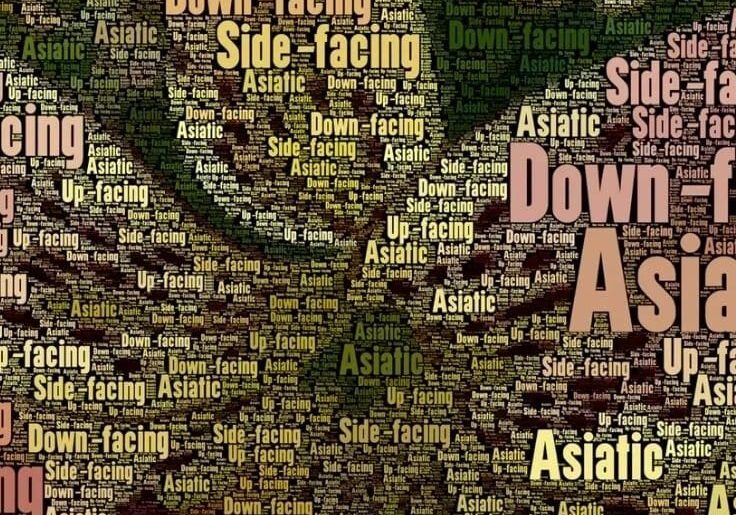 Word cloud: Asiatic, up-facing, down-facing.