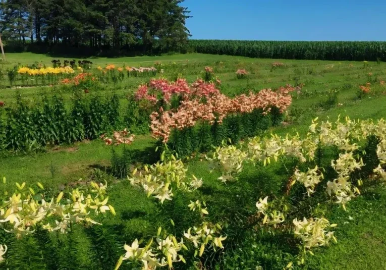 Rows of colorful lilies in a field.