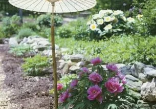 Here's an alt tag for the image: Pink peonies and parasol in garden.