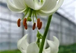 Here's an alt tag for the image: Two white lilies in a greenhouse.